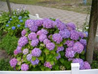  Hortensia Wissink 