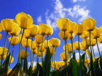 Lente 2005