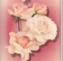  Website Anita de Wit 